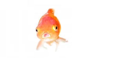 goldfish_1