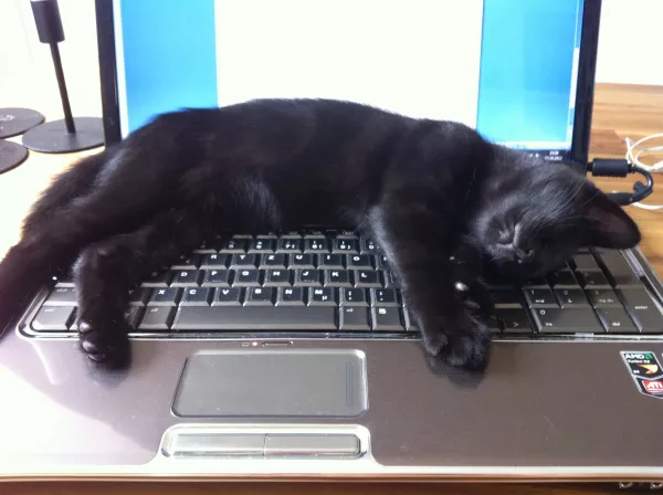 depicts an adorable small black kitten asleep on a laptop keyboard